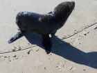 Lobo-marinho é encontrado na beira-mar do Balneário Rincão (VÍDEO)
