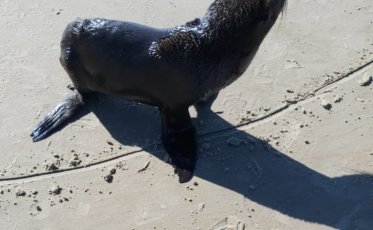 Lobo-marinho é encontrado na beira-mar do Balneário Rincão (VÍDEO)