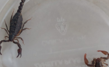 Morador encontra oito escorpiões próximos a sua casa em Içara