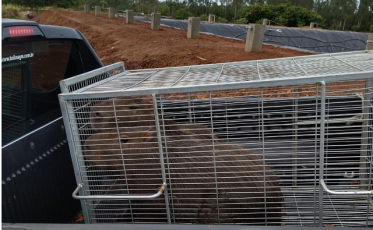 Capivaras são resgatadas de tanque com água