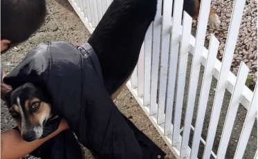 Cachorro é resgatado pelo Corpo de Bombeiros em Criciúma