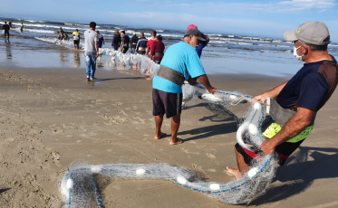 Mais de 70 toneladas de tainha pescados na região