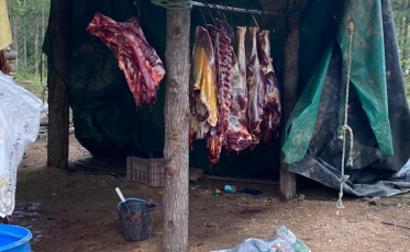 Suspeito de abater cavalos e vender carne é preso em Lauro Müller 