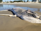 Filhote de baleia aparece morto em Balneário Esplanada