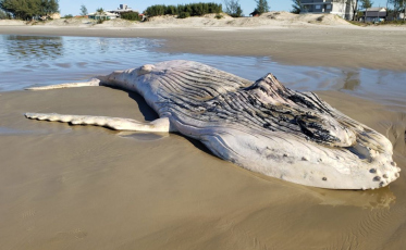 Filhote de baleia aparece morto em Balneário Esplanada