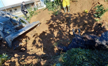 Cavalo cai em vala em Morro da Fumaça; retroescavadeira o salva