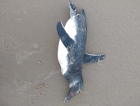 Aparecimento de pinguins nas praias da região é comum nesta época
