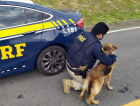 Policiais salvam cadela abandonada na BR-101