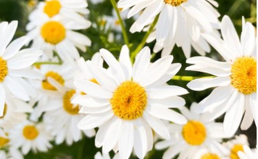 Prefeitura lança projeto 