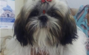 Mutirão de Castração da ONG Amigo Bicho segue de terça a sábado a preço de custo 