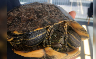 Tartaruga é resgatada atravessando rodovia em Morro da Fumaça