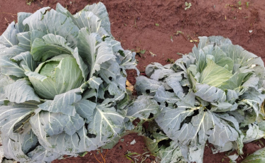 Segunda-feira de levantamento dos estragos provocados pelo granizo