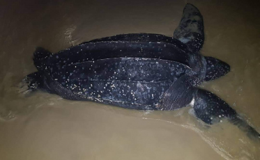 Em evento raro, “tartaruga gigante” desova no litoral sul catarinense 