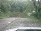 Árvores caídas e ruas alagadas compõe o cenário de quarta-feira em Criciúma (VÍDEO)