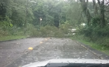 Árvores caídas e ruas alagadas compõe o cenário de quarta-feira em Criciúma (VÍDEO)