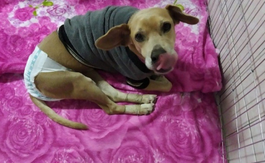 Cocal do Sul retoma castração gratuita para animais de rua