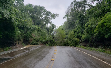 Queda de árvore interdita rodovia em SC (VÍDEO)