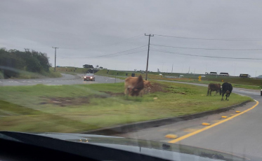 Animais soltos são flagrados na Via Rápida