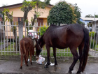 Cavalos soltos geram reclamações dos moradores do bairro Santo Antônio 