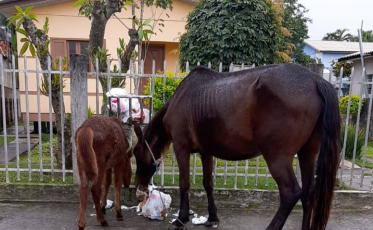 Cavalos soltos geram reclamações dos moradores do bairro Santo Antônio 