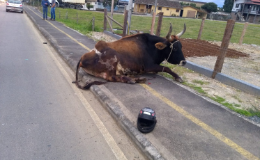 Motociclista morre após colidir contra boi em Nova Veneza