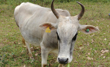 Polícia recupera gado furtado de propriedade rural em Urussanga