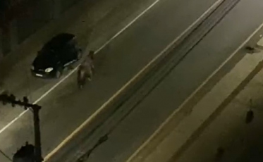 Homem furta veículo em Criciúma montado em cavalo (FOTOS)