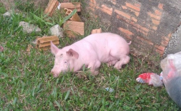 Criciúma: Homem furta porco no bairro Laranjinha 
