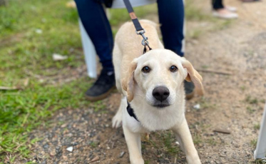BusCão castra 32 animais em Içara