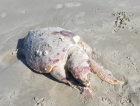 Tartaruga é encontrada morta em Balneário Rincão