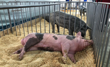 AgroPonte 2022: Espécie suína recuperada é destaque na feira