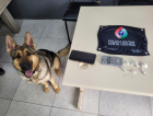 Cadela policial Maze encontra drogas durante ocorrência em Criciúma