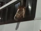 Cavalo dentro de ônibus em Criciúma vira destaque nacional (VÍDEO)