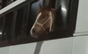 Cavalo dentro de ônibus em Criciúma vira destaque nacional (VÍDEO)