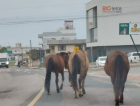 Cavalos soltos são flagrados na Avenida dos Imigrantes