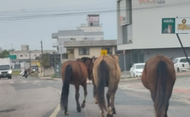 Cavalos soltos são flagrados na Avenida dos Imigrantes