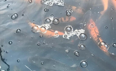 Feira do Peixe Vivo continua nesta sexta-feira em Içara