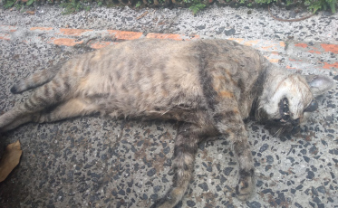 Envenenamento de gatos causa indignação em bairro de Criciúma