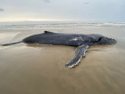 Baleia segue encalhada em Balneário Esplanada (VÍDEO)