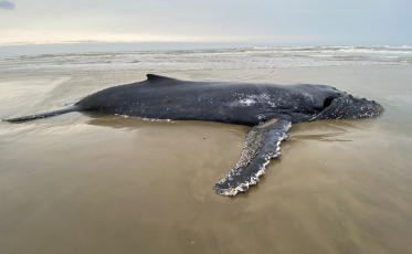 Baleia segue encalhada em Balneário Esplanada (VÍDEO)