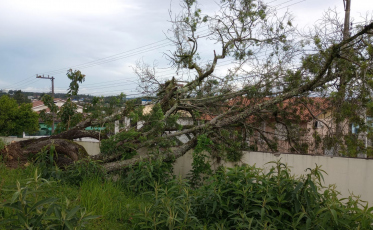 Árvore cai e atinge muro da Escola Padre Miguel Giacca