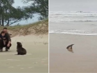 Pinguim e Lobo-marinho são vistos no Balneário Esplanada  