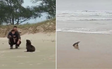 Pinguim e Lobo-marinho são vistos no Balneário Esplanada  