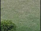 Municípios do Sul registram granizo nesta sexta-feira (VÍDEOS E FOTOS)