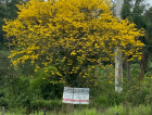 Fora da temporada, Ipês amarelos são vistos em floração