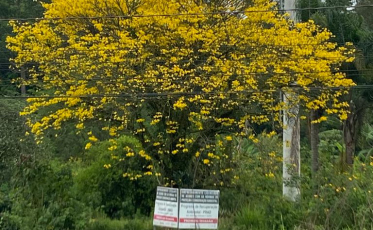 Fora da temporada, Ipês amarelos são vistos em floração