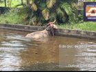 Criciúma: Vaca cai em piscina no bairro Renascer  