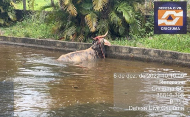 Criciúma: Vaca cai em piscina no bairro Renascer  