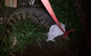 Bombeiros capturam jacaré em residência de Sombrio (VÍDEO)