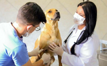 Governo de Içara realiza mais de 3,6 mil castrações de cães e gatos em 2022